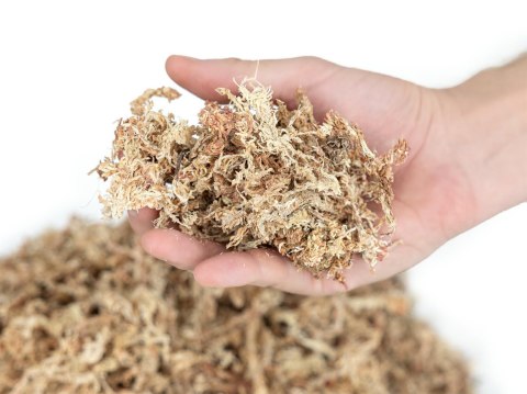 Mech torfowiec Sphagnum moss 100g Mech torfowiec Sphagnum moss 100g