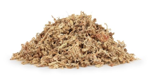 Mech torfowiec Sphagnum moss 100g Mech torfowiec Sphagnum moss 100g