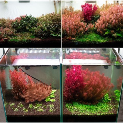 Neo Booster Plants FERTI 300ml - nawóz dla roślin akwariowych dla początkujących