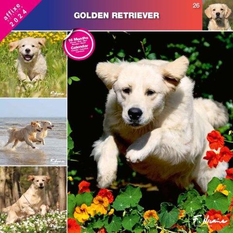 Kalendarz 2024 Golden Retriver