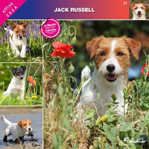 Kalendarz 2024 Jack Russell