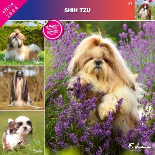 Kalendarz 2024 Shih Tzu