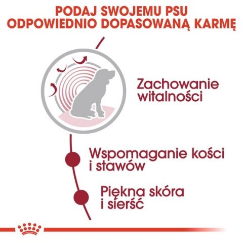 Royal Canin Medium Ageing 10+ karma mokra w sosie dla psów dojrzałych po 10 roku życia, ras średnich saszetka 140g