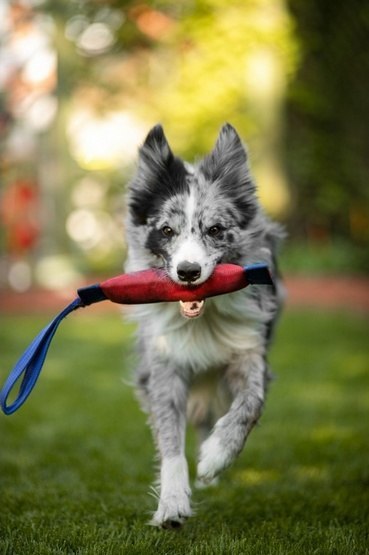 Toby's Choice Firehose Tug [TC10009]