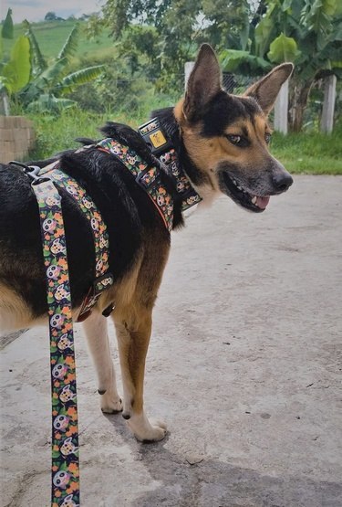 Dingo Obroża regulowana City - Chiapas 2,0cm/45cm