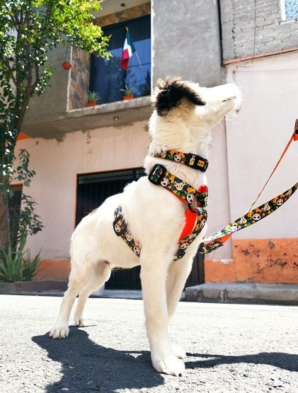 Dingo Szelki dwupaskowe Guard City - Chiapas rozmiar L