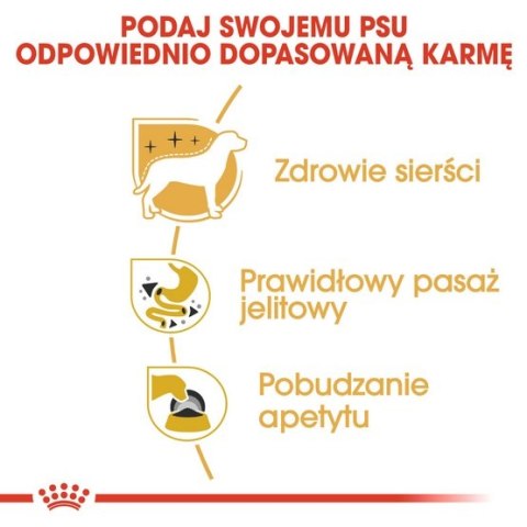 Royal Canin Chihuahua Adult karma mokra - pasztet, dla psów dorosłych rasy chihuahua saszetka 85g