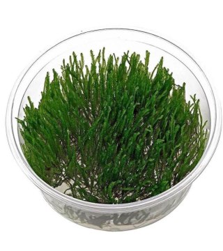 Eco Plant - Taxiphyllum Barberi 'Java Moss' - InVitro mały kubek