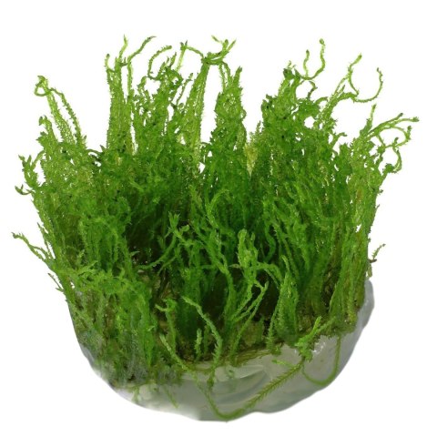 Eco Plant - Taiwan Moss - InVitro mały kubek