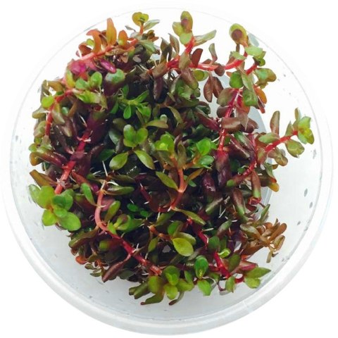 Yokuchi SUISEI - roślina Rotala Rotundifolia 'H'RA'