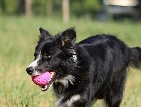 Kiwi Walker Let's Play Ball Mini piłka różowa