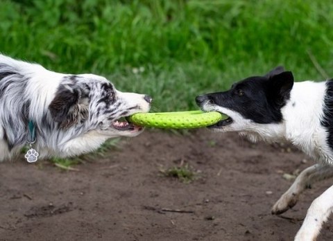 Kiwi Walker Let's Play Frisbee Maxi pomarańczowe