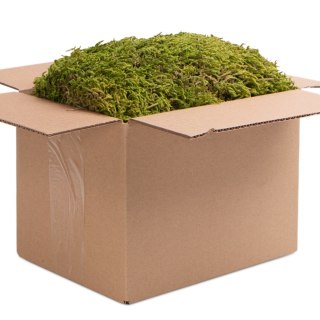 Terrario North King Moss Box 4l - mech tropikalny