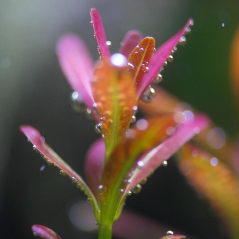 Eco Plant - Rotala Yao Yai - roślina invitro mały kubek