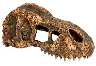 EXO TERRA T-Rex skull (czaszka dinozaura)