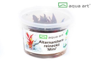 Eco Plant Alternanthera Reineckii Mini - InVitro mały kubek