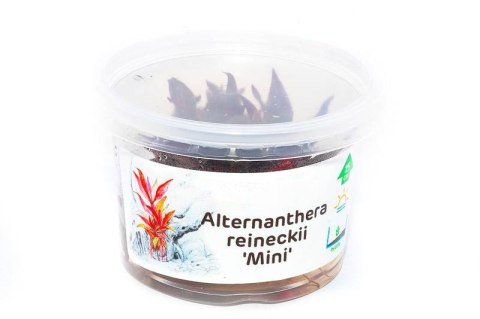 Eco Plant Alternanthera Reineckii Mini - InVitro mały kubek