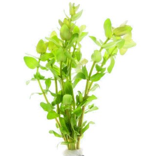 Eco Plant - Bacopa Caroliniana - Invitro mały kubek