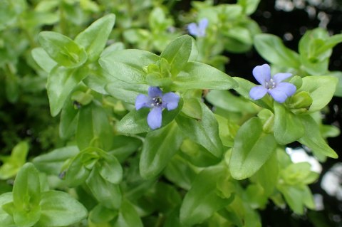 Eco Plant - Bacopa Caroliniana - Invitro mały kubek