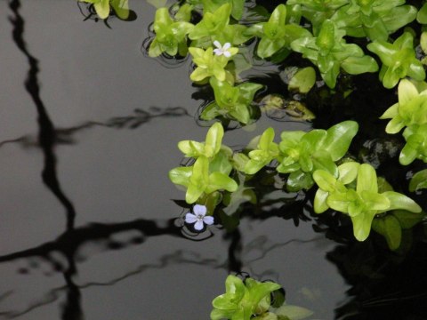 Eco Plant - Bacopa Caroliniana - Invitro mały kubek