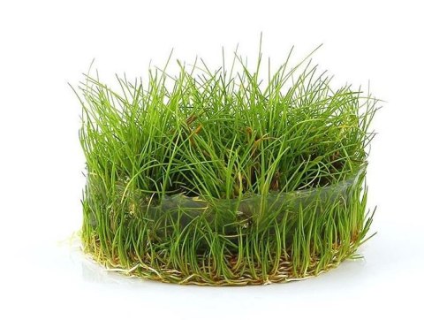 Eco Plant - Eleocharis Acicularis Mini - InVitro mały kubek