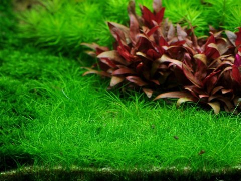 Eco Plant - Eleocharis Pusilla - Roślina InVitro mały kubek