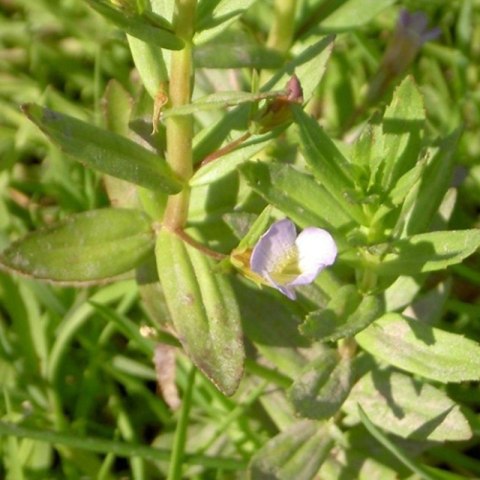 Eco Plant - Gratiola Viscidula - InVitro mały kubek