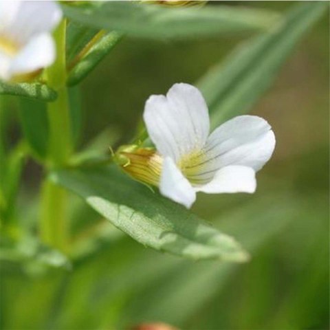 Eco Plant - Gratiola Viscidula - InVitro mały kubek