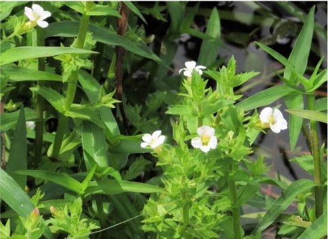 Eco Plant - Gratiola Viscidula - InVitro mały kubek