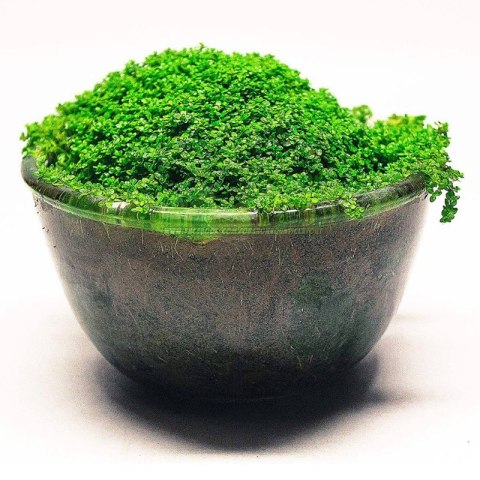 Eco Plant - Hemianthus Cuba - InVitro mały kubek