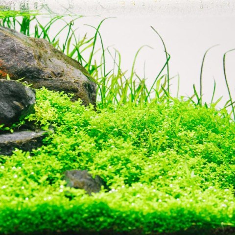 Eco Plant - Hemianthus Cuba - InVitro mały kubek