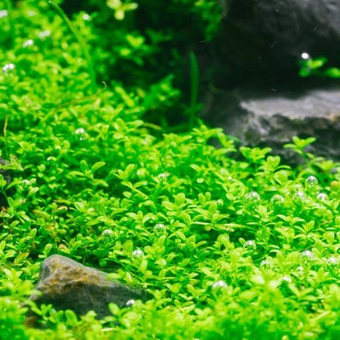 Eco Plant - Hemianthus Cuba - InVitro mały kubek