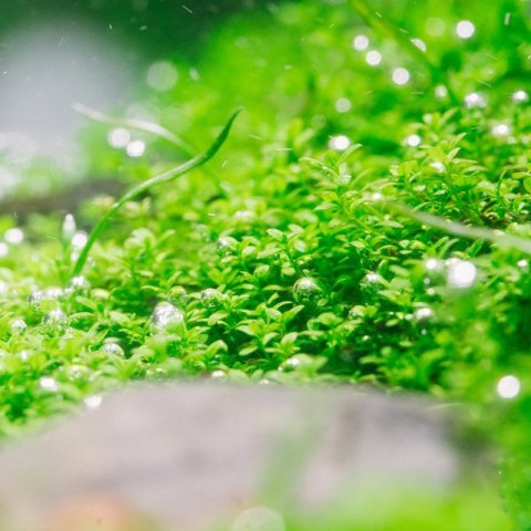 Eco Plant - Hemianthus Cuba - InVitro mały kubek