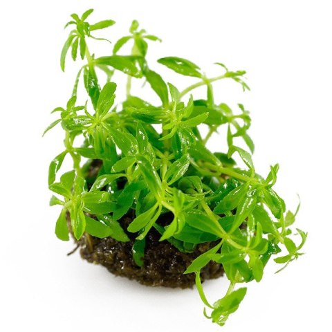 Eco Plant - Limnophila Vietnam Mini - InVitro mały kubek