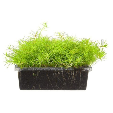 Eco Plant - Limnophila Vietnam Mini - InVitro mały kubek