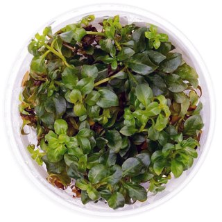 Eco Plant - Ludwigia Repens - invitro mały kubek