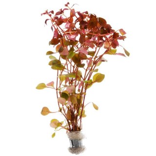 Eco Plant - Ludwigia Super Mini Red - invitro mały kubek