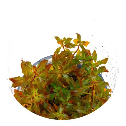 Eco Plant - Ludwigia Super Mini Red - invitro mały kubek