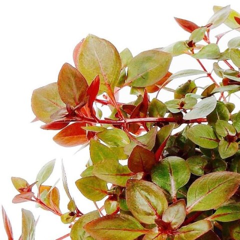 Eco Plant - Ludwigia Super Mini Red - invitro mały kubek