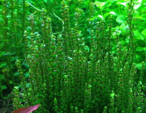 Eco Plant - Rotala Macandra sp.Pearl - InVitro mały kubek