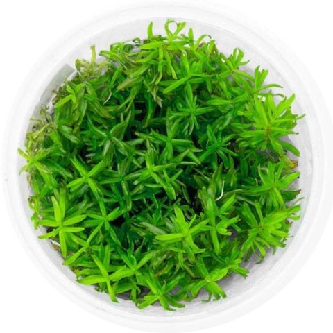 Eco Plant - Rotala Nanjenshan - InVitro mały kubek