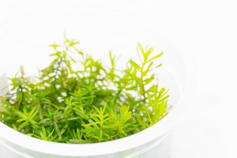 Eco Plant - Rotala Nanjenshan - InVitro mały kubek