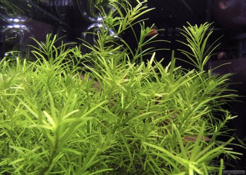 Eco Plant - Rotala Nanjenshan - InVitro mały kubek