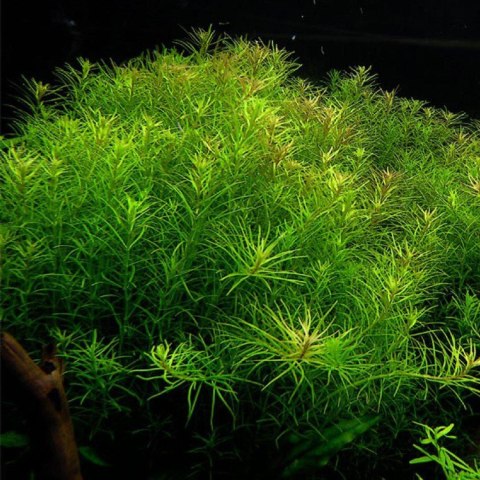 Eco Plant - Rotala Nanjenshan - InVitro mały kubek