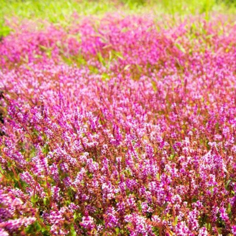 Eco Plant - Rotala Rotundifolia - InVitro mały kubek