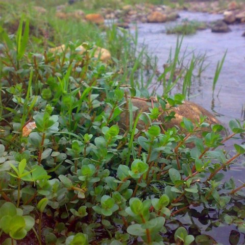 Eco Plant - Rotala Rotundifolia - InVitro mały kubek