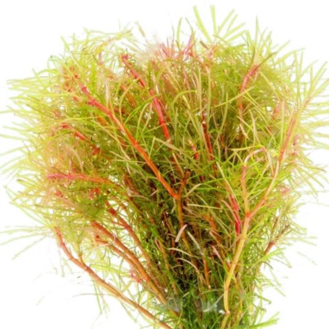 Eco Plant - Rotala Vietnam - InVitro mały kubek