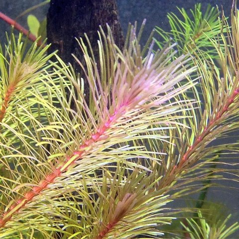 Eco Plant - Rotala Vietnam - InVitro mały kubek