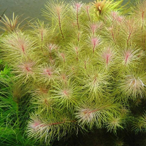 Eco Plant - Rotala Vietnam - InVitro mały kubek