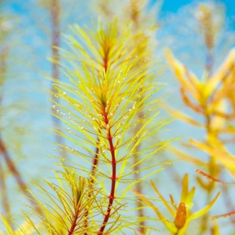 Eco Plant - Rotala Vietnam - InVitro mały kubek